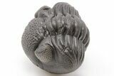 Wide, Perfectly Enrolled Eldredgeops Trilobite - Ohio #199162-2